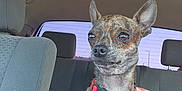 Boomer joined the competition — help win amazing prizes! accessories, animal, belt, blanket, canine, car, car_interior, carseat, chihuahua, cushion, dog, headrest, homedecor, hound, machine, pet, puppy, spoke, transportation, vehicle