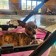 Boomer is registered to the contest to win money with this photo: brindle, canine, collar, daylight, dog, floor, hot_tub, indoor, indoor_pool, leisure, lounge_chair, pet, pink, poolside, relaxing, stone_wall, stroller, water, window, woman