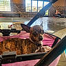Boomer is registered to the contest to win money with this photo: brindle, canine, collar, daylight, dog, floor, hot_tub, indoor, indoor_pool, leisure, lounge_chair, pet, pink, poolside, relaxing, stone_wall, stroller, water, window, woman