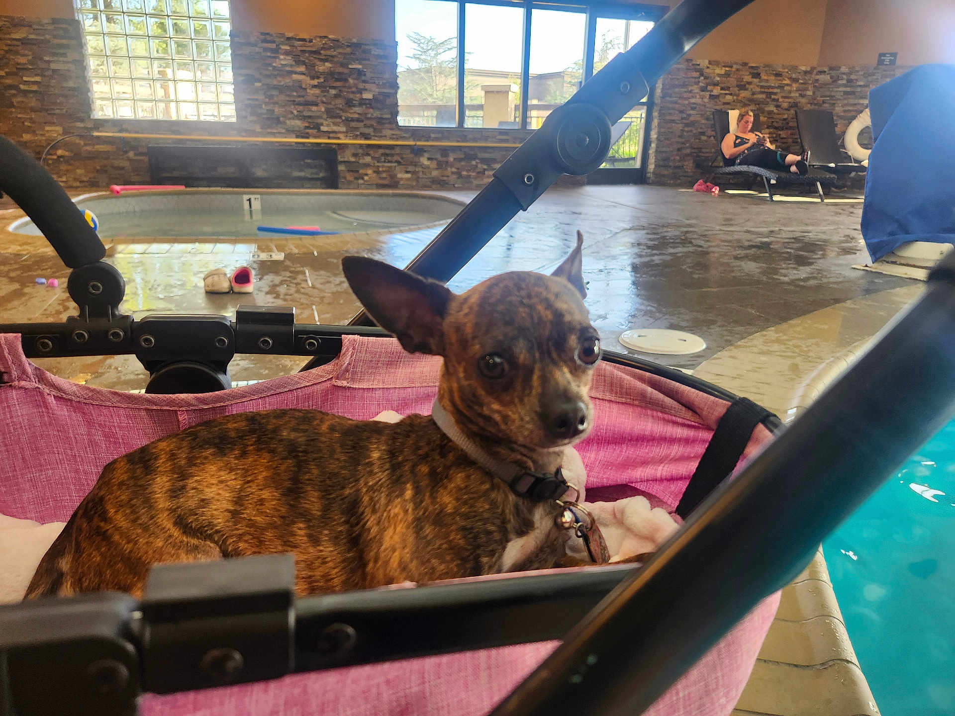 Boomer is registered to the contest to win money with this photo: brindle, canine, collar, daylight, dog, floor, hot_tub, indoor, indoor_pool, leisure, lounge_chair, pet, pink, poolside, relaxing, stone_wall, stroller, water, window, woman