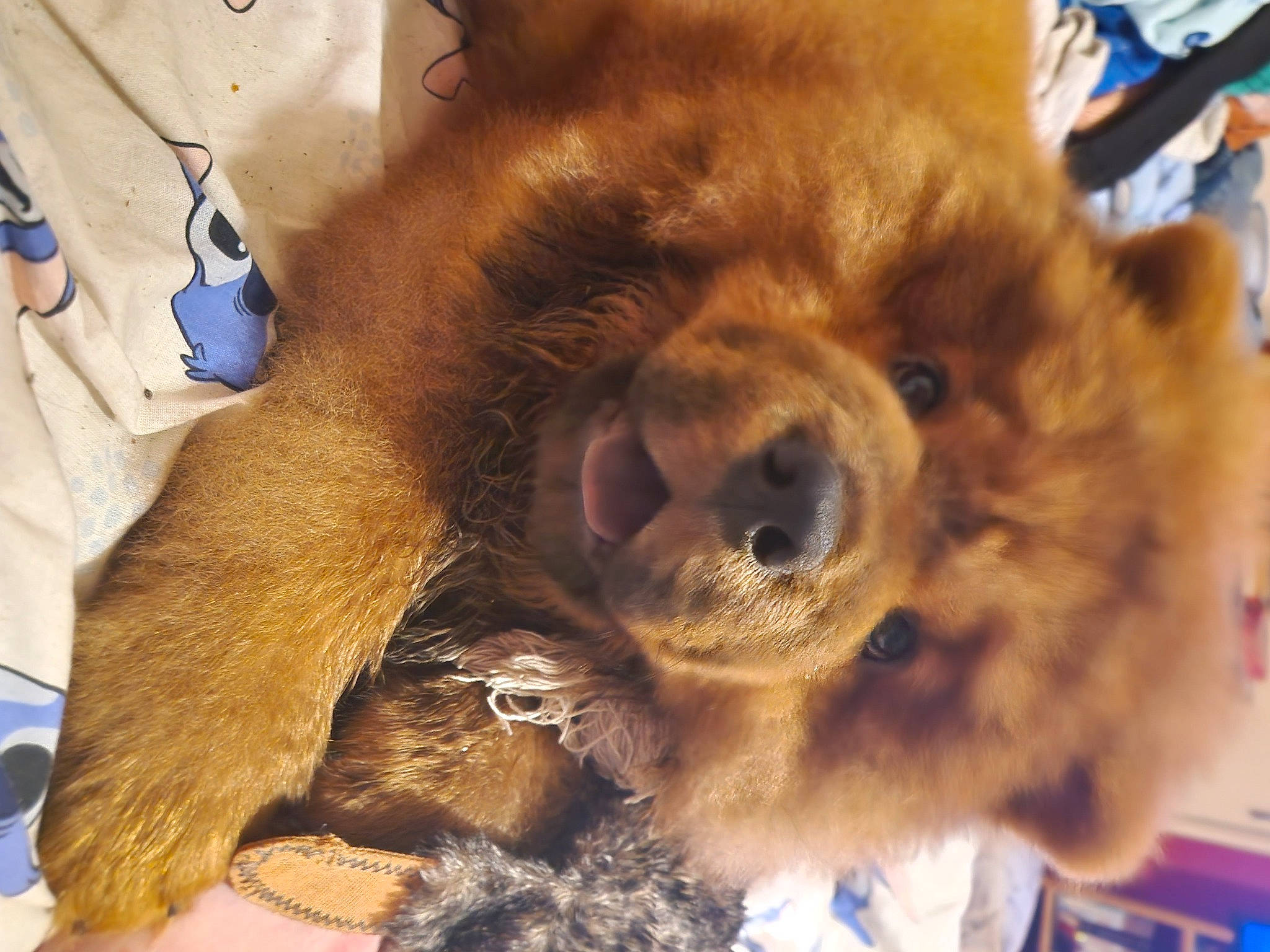 Odin joined the competition — help win amazing prizes! carnivore, chow_chow, claw, companion_dog, dog, dog_breed, fawn, fur, german_spitz, giant_dog_breed, liver, natural_material, paw, puppy, snout, spitz, sporting_group, terrestrial_animal, whiskers, working_animal