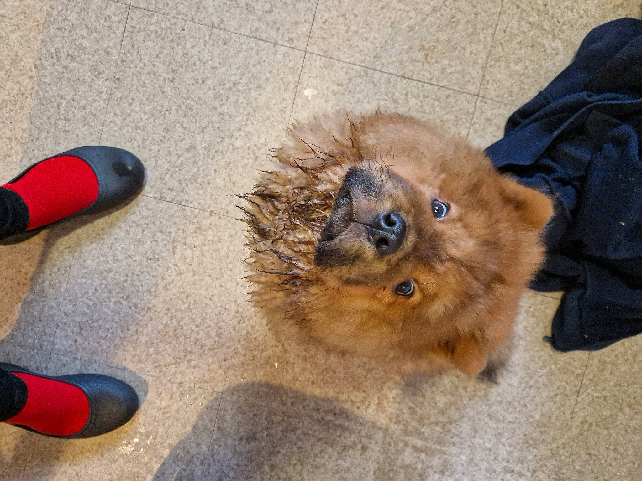 Odin is registered to the contest to win money with this photo: carmine, carnivore, claw, companion_dog, dog_breed, fawn, felidae, flooring, foot, fur, german_spitz, hardwood, human_leg, paw, road_surface, small_to_medium_sized_cats, spitz, tail, terrestrial_animal, whiskers