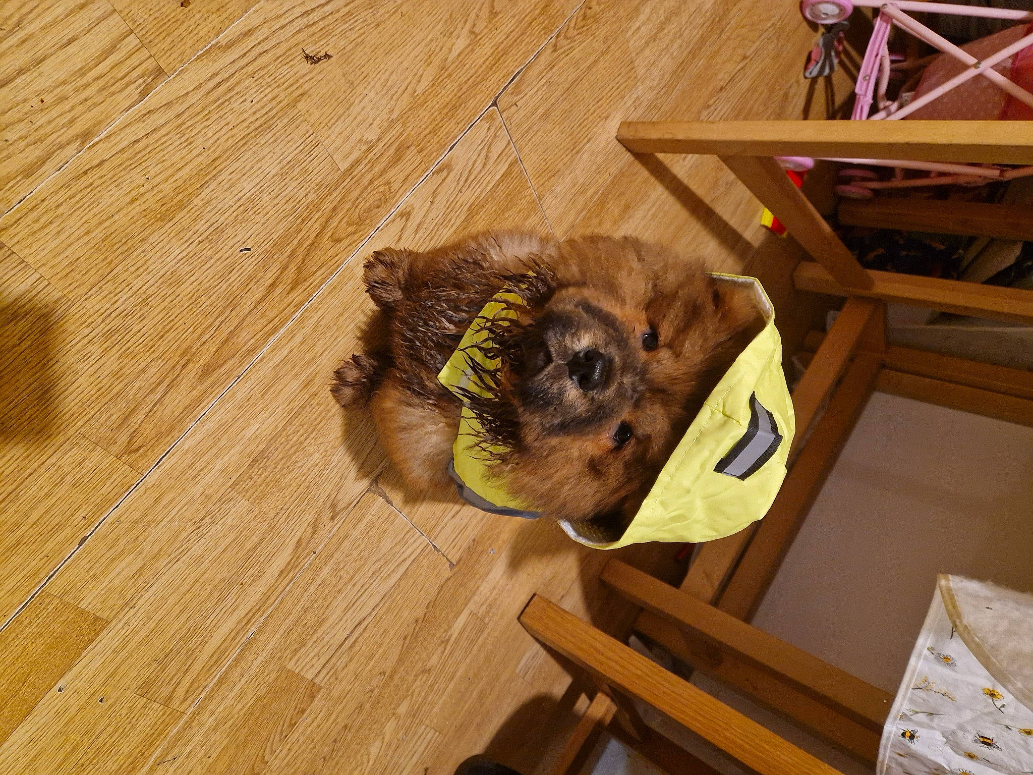 Odin is registered to the contest to win money with this photo: canidae, carnivore, companion_dog, dog_breed, fawn, felidae, floor, flooring, fur, hardwood, plank, small_to_medium_sized_cats, snout, sporting_group, varnish, whiskers, wood, wood_flooring, wood_stain, working_animal