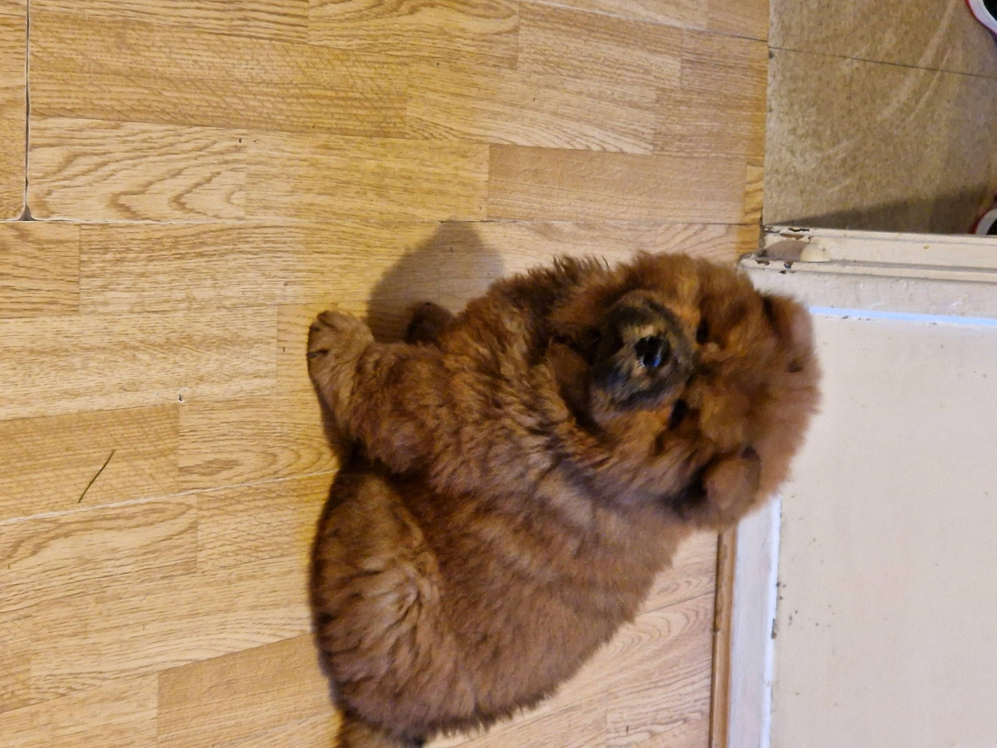 Odin joined the competition — help win amazing prizes! canidae, carnivore, companion_dog, dog_breed, fawn, felidae, flooring, fur, hardwood, liver, plank, poultry, small_to_medium_sized_cats, snout, sporting_group, tail, terrestrial_animal, whiskers, wood, wood_stain