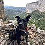 dog, black_dog, animal, pet, outdoor, rocky_terrain, mountains, valley, nature, hiking, leash, collar, adventure, landscape, wild, ears, eyes, sitting, curious, terrain