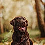 dog, labrador, chocolate_lab, animal, pet, outdoor, forest, nature, grass, pine_needles, brown, happy, tongue_out, lying_down, blurred_background, canine, mammal, summer, sunlight, portrait