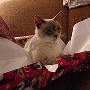 Ellie is registered to the contest to win money with this photo: animal, architecture, armchair, baby, bed, box, building, cat, chair, couch, cushion, furniture, homedecor, indoors, linen, livingroom, person, pet, room, siamese