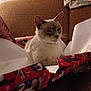 animal, architecture, armchair, baby, bed, box, building, cat, chair, couch, cushion, furniture, homedecor, indoors, linen, livingroom, person, pet, room, siamese