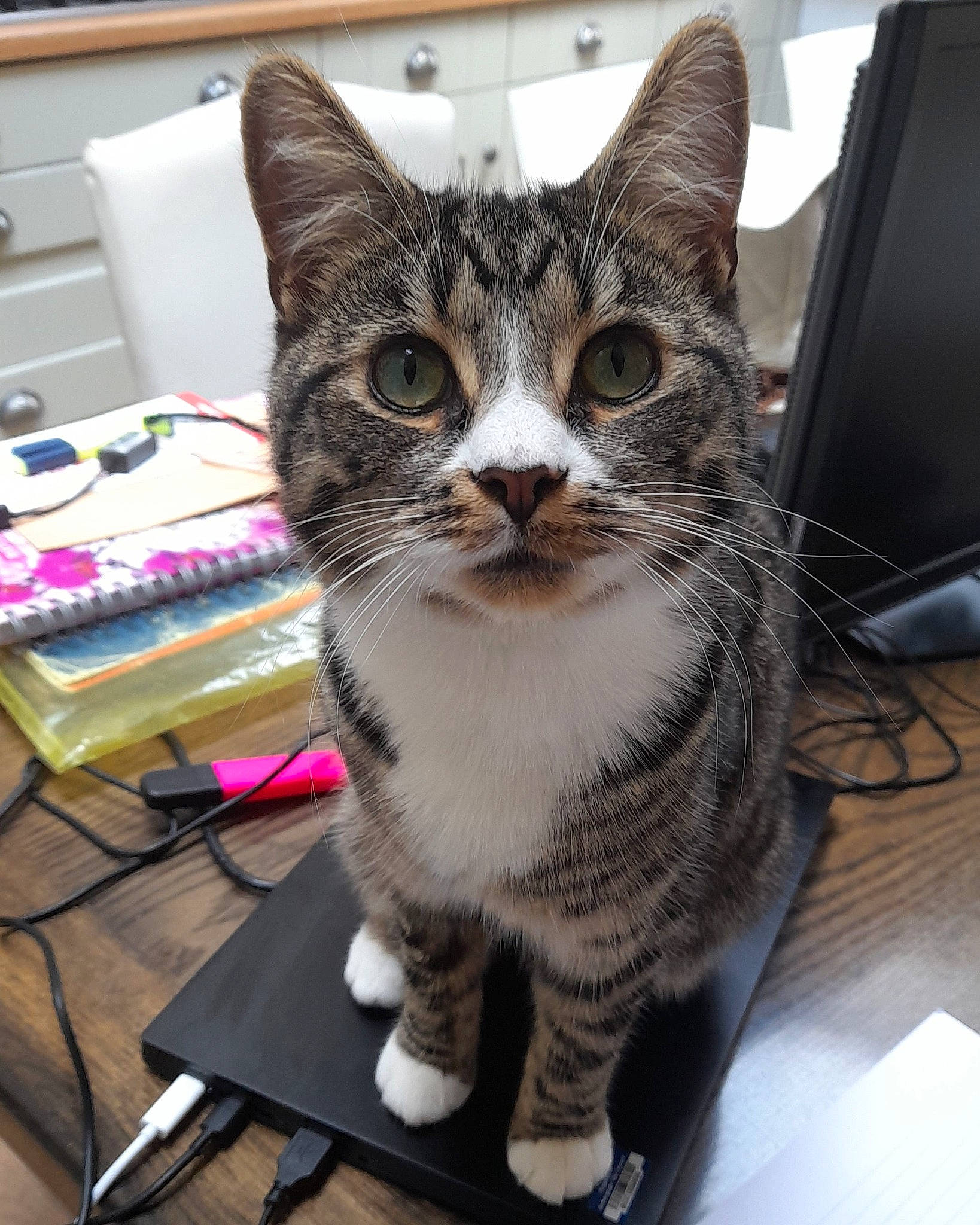 Pistol joined the competition — help win amazing prizes! box, carnivore, cat, computer_keyboard, domestic_short_haired_cat, eyewear, felidae, fur, paw, peripheral, small_to_medium_sized_cats, snout, whiskers, window