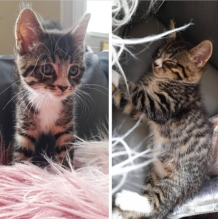 Pistol joined the competition — help win amazing prizes! carnivore, cat, domestic_short_haired_cat, felidae, fur, mammal, pattern, paw, small_to_medium_sized_cats, snout, tail, terrestrial_animal, tree, whiskers, wildlife