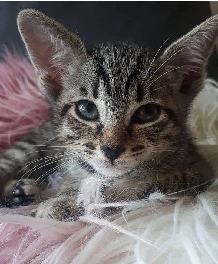 Doris is registered to the contest to win money with this photo: carnivore, cat, claw, domestic_short_haired_cat, felidae, fur, paw, small_to_medium_sized_cats, snout, terrestrial_animal, whiskers, wildlife