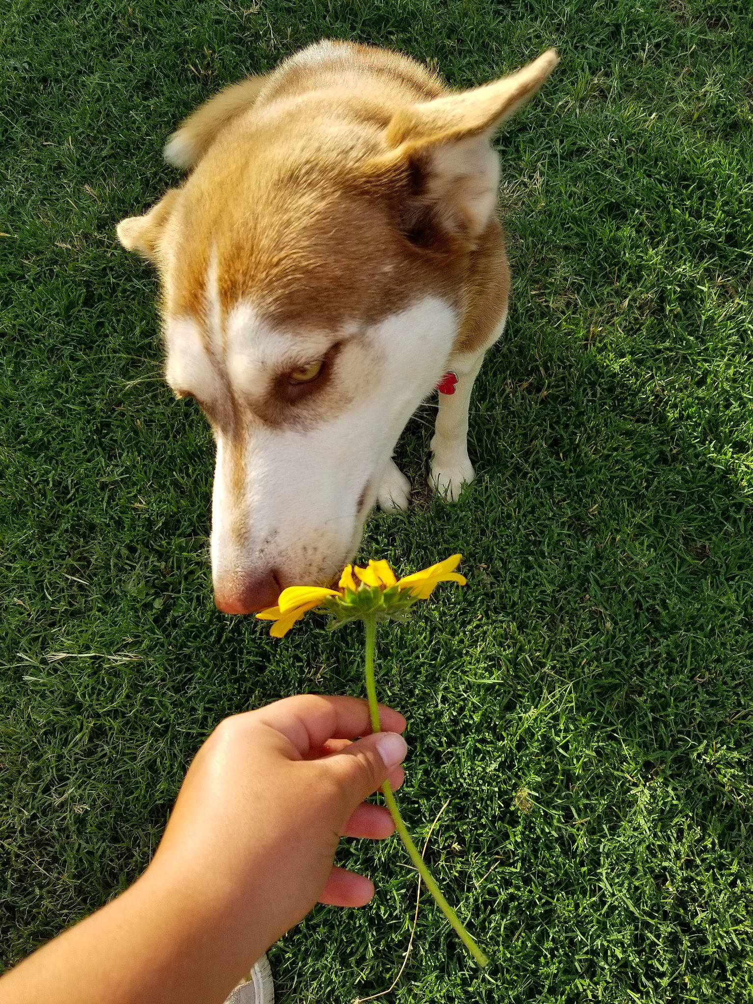 Yuri is registered to the contest to win money with this photo: canidae, carnivore, companion_dog, dog, dog_breed, ear, fawn, flower, grass, grass_family, ibizan_hound, lawn, mammal, nose, plant, play, puppy