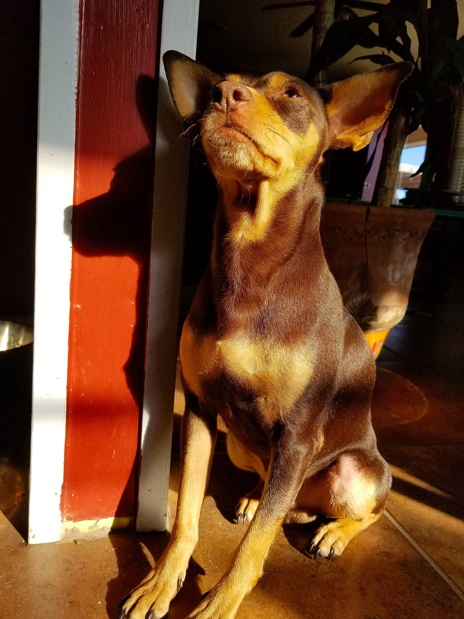 Chewy is registered to the contest to win money with this photo: canidae, carnivore, companion_dog, dog, dog_breed, ear, fawn, miniature_pinscher, sporting_group, toy_dog