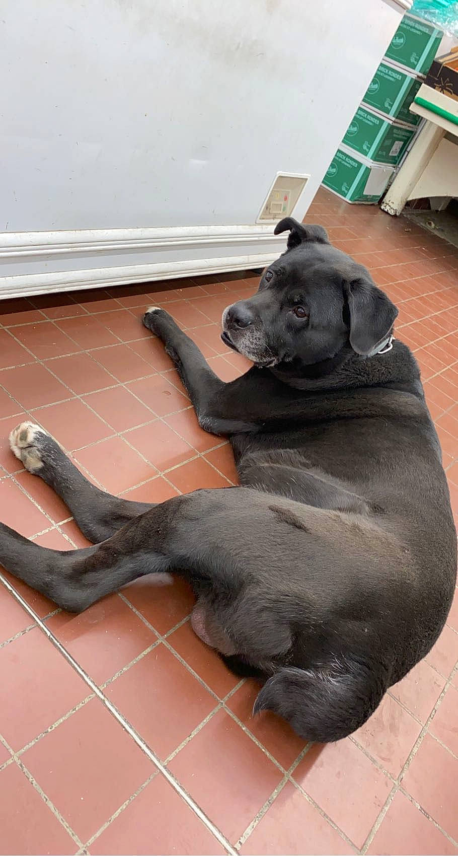 Tyson a rejoint le concours — aidez-le/la à gagner de superbes lots ! borador, canidae, carnivore, collar, comfort, companion_dog, dog, dog_breed, dog_collar, fawn, flooring, fur, guard_dog, liver, pet_supply, snout, sporting_group, tail, terrestrial_animal, working_animal