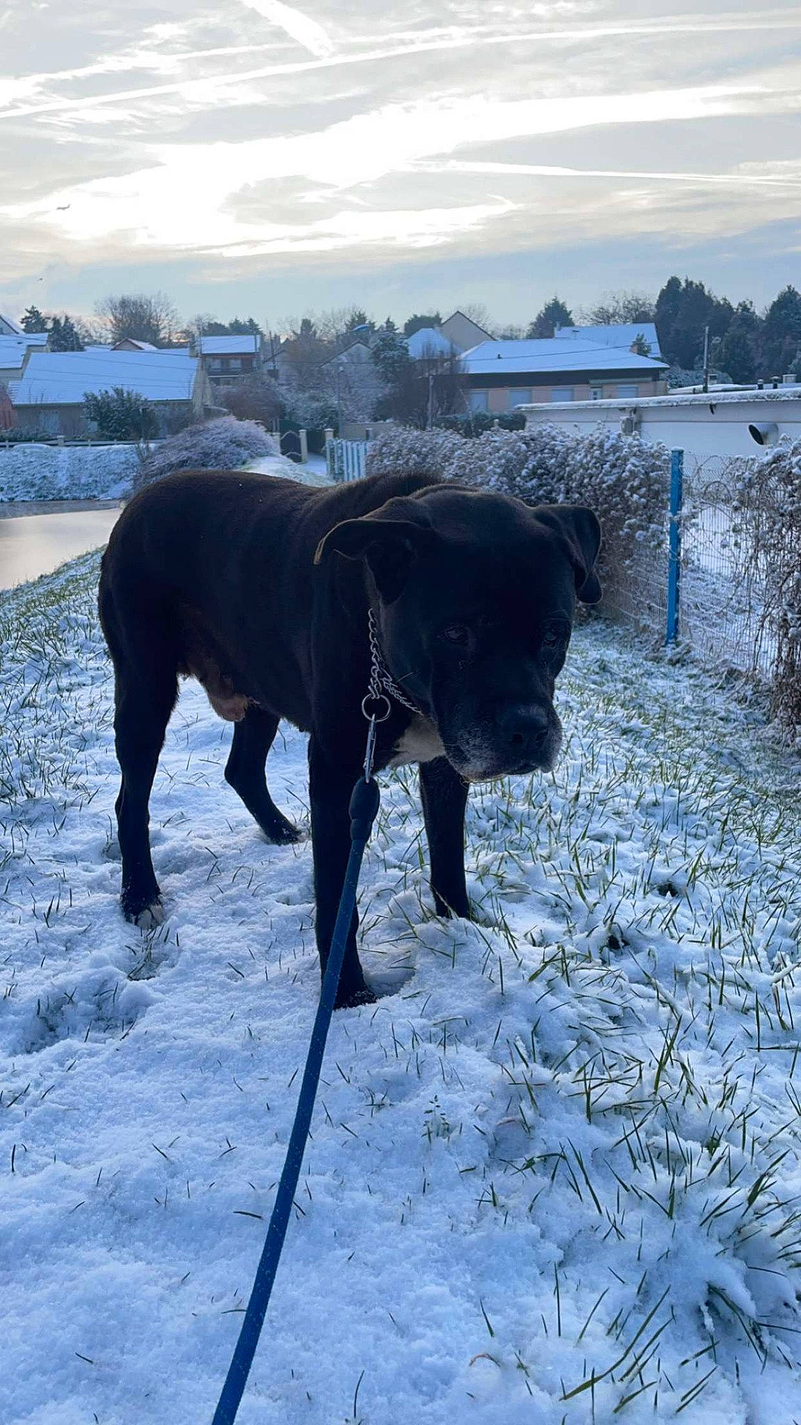 Tyson participe au concours pour gagner de l'argent avec cette photo : canidae, carnivore, cloud, dog, dog_breed, freezing, gun_dog, landscape, pasture, plant, sky, snout, snow, sporting_group, tail, terrestrial_animal, tree, window, winter, working_animal