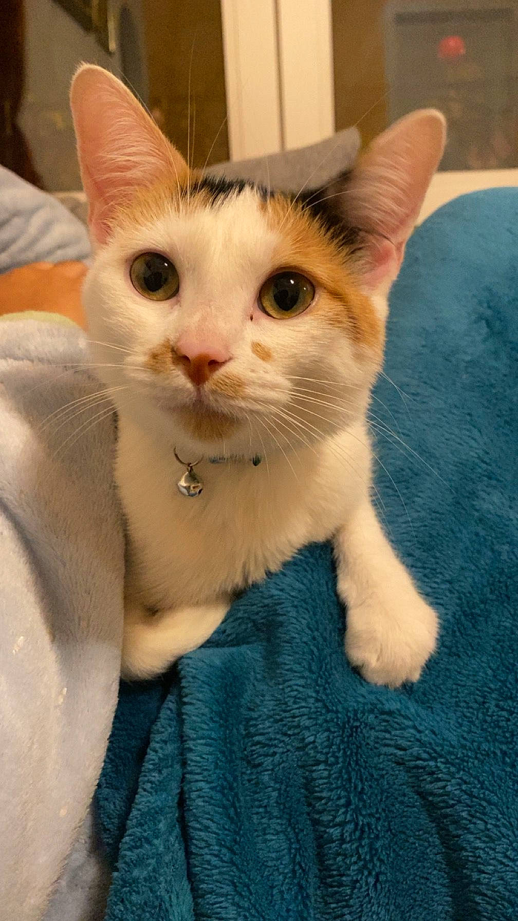 Pimousse participe au concours pour gagner de l'argent avec cette photo : carnivore, cat, domestic_short_haired_cat, ear, eye, fawn, felidae, fur, paw, small_to_medium_sized_cats, snout, tail, whiskers, window