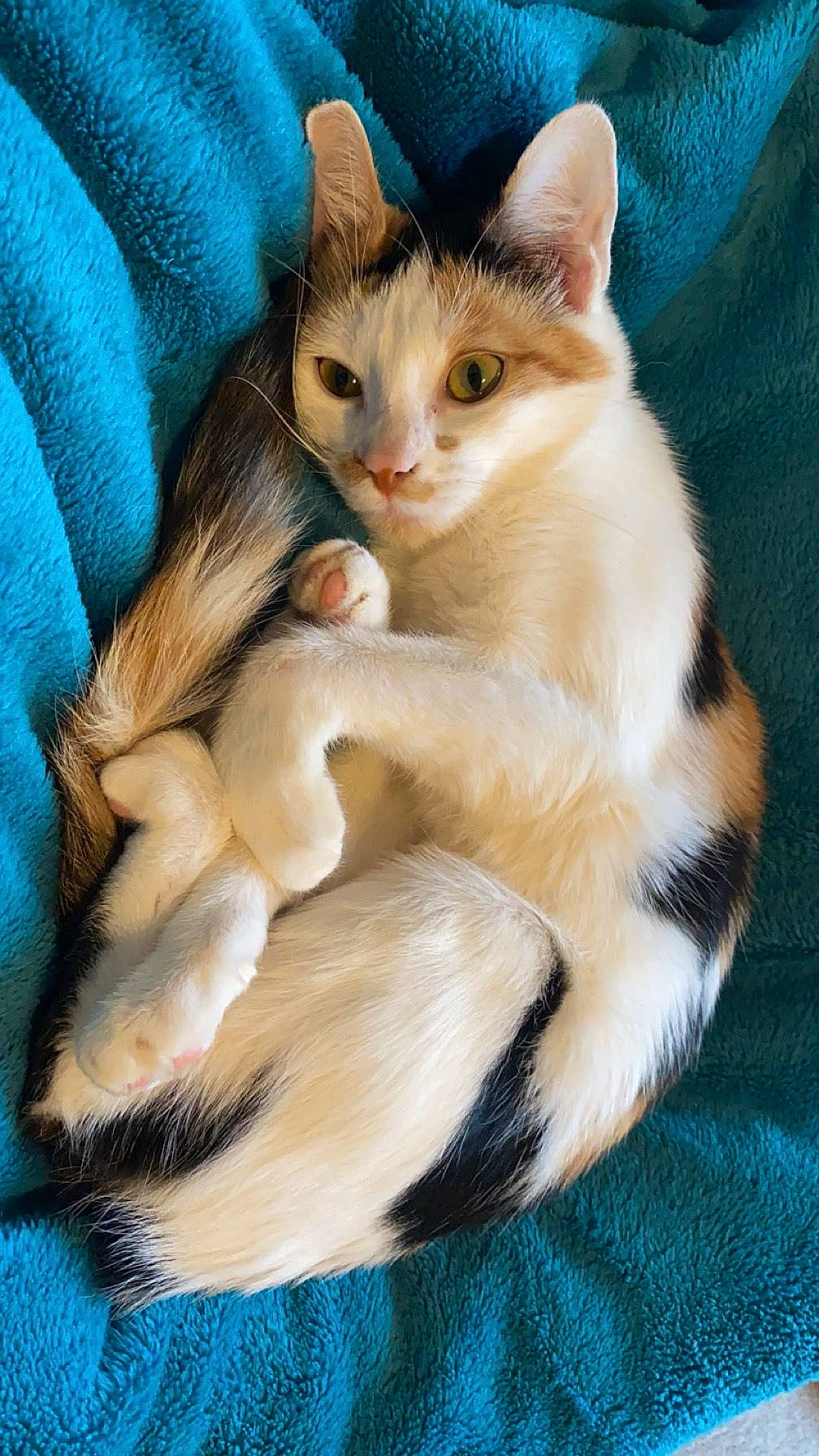 Pimousse participe au concours pour gagner de l'argent avec cette photo : blue, carnivore, cat, claw, comfort, domestic_short_haired_cat, fawn, felidae, foot, fur, gesture, nap, paw, sitting, small_to_medium_sized_cats, snout, tail, whiskers