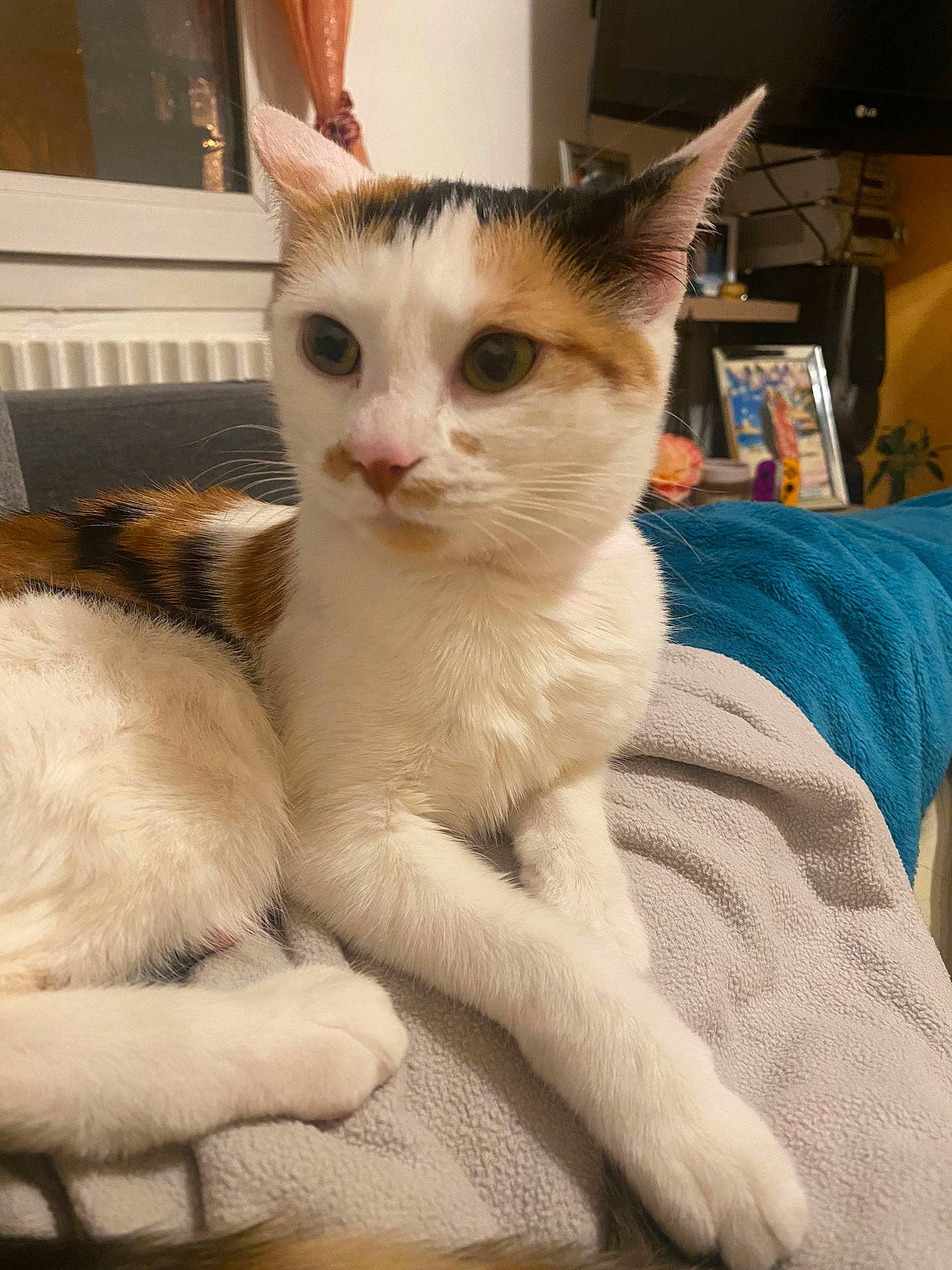 Pimousse a rejoint le concours — aidez-le/la à gagner de superbes lots ! carnivore, cat, claw, comfort, domestic_short_haired_cat, fawn, felidae, foot, fur, paw, sitting, small_to_medium_sized_cats, snout, tail, whiskers