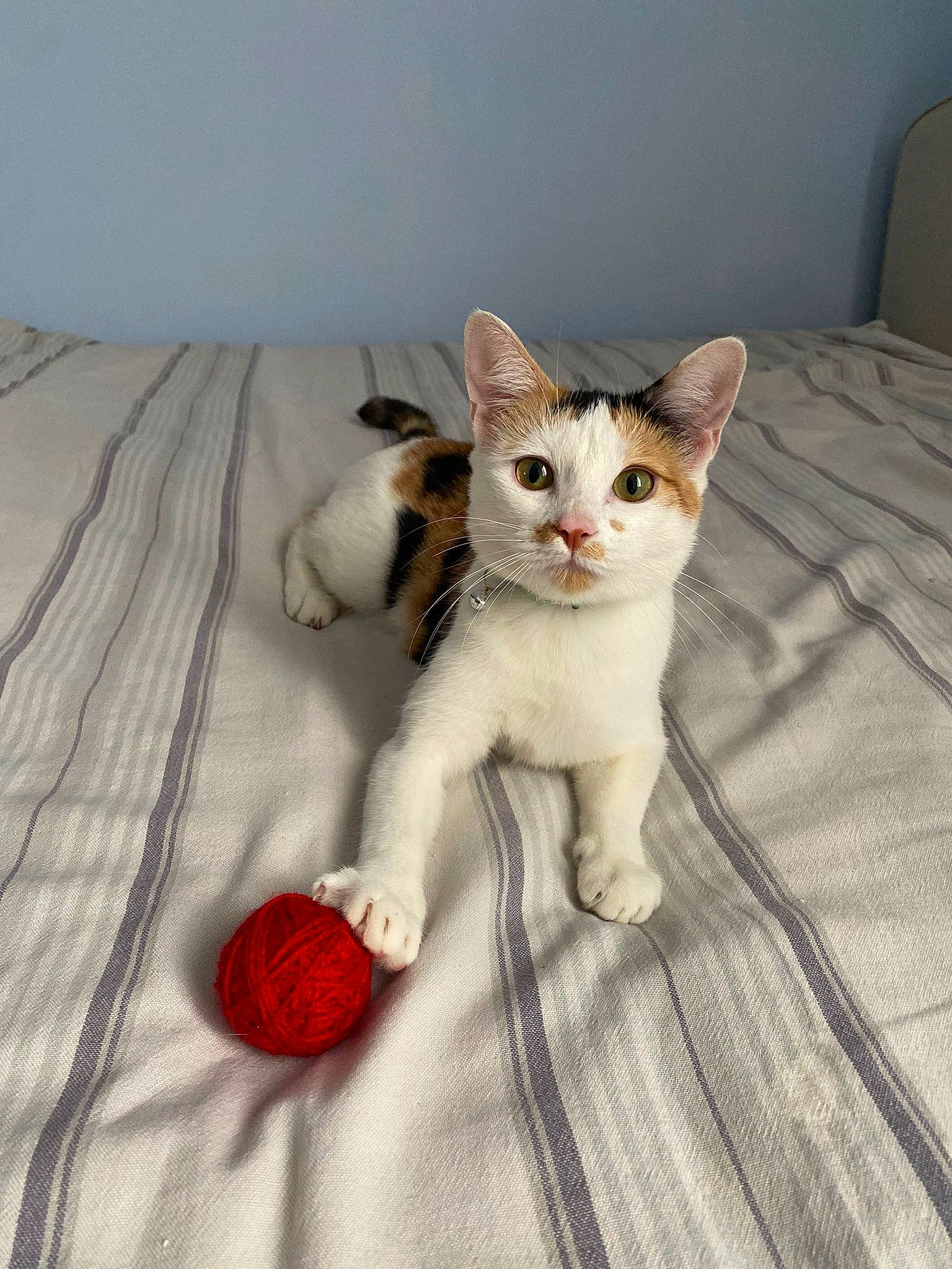 Pimousse participe au concours pour gagner de l'argent avec cette photo : carnivore, cat, claw, comfort, domestic_short_haired_cat, fawn, felidae, fur, grey, linens, pattern, paw, small_to_medium_sized_cats, snout, tail, toy, whiskers, wood