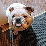 Lucki joined the competition — help win amazing prizes! animal, brown, bulldog, carpet, companion, cute, dog, domestic, ears, expression, face, floor, indoor, looking_up, paw, pet, shadow, snout, tongue, white