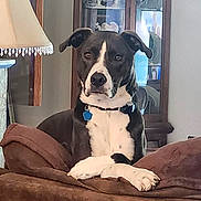 Boots joined the competition — help win amazing prizes! dog, black_and_white, couch, living_room, lamp, furniture, pet, indoors, crossed_paws, collar, decor, cabinet, relaxed, canine, household, animal, brown, white, portrait, domestic