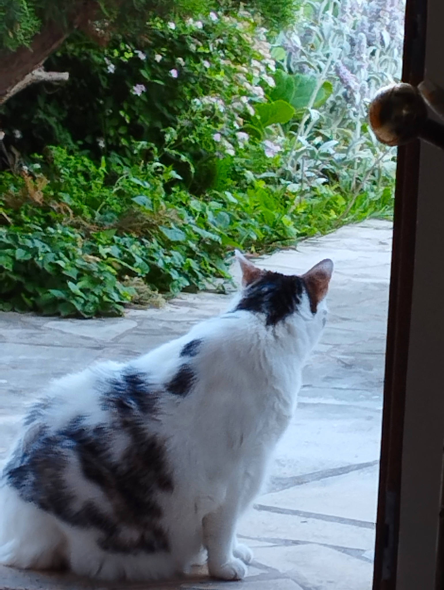 Hermione participe au concours pour gagner de l'argent avec cette photo : carnivore, cat, domestic_short_haired_cat, felidae, fur, grass, leaf, plant, small_to_medium_sized_cats, snout, tail, terrestrial_animal, whiskers, wood