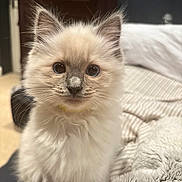 Sprite joined the competition — help win amazing prizes! animal, bed, blanket, cat, closeup, cozy, curious, cute, domestic, eyes, feline, fluffy, fur, indoor, kitten, pet, portrait, soft, whiskers, young