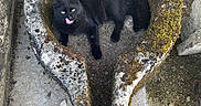 Tac participe au concours pour gagner de l'argent avec cette photo : ancient, animal, basin, black_cat, cat, curved, feline, ground, moss, nature, old, outdoor, playful, resting, stone, stone_wall, texture, tongue_out, weathered, yellow_eyes