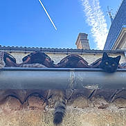 Tac a rejoint le concours — aidez-le/la à gagner de superbes lots ! cat, tabby_cat, black_cat, roof, gutter, sky, cloud, contrail, building, chimney, tile_roof, outdoor, animal, pet, resting, curious, head, daylight, architecture, wall