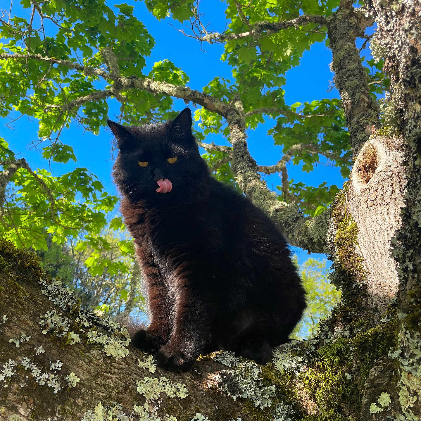 Tac participe au concours pour gagner de l'argent avec cette photo : animal, black_cat, blue_sky, branch, cat, closeup, daytime, forest, fur, green_leaves, lichen, licking, moss, nature, outdoor, pet, sky, sunlight, tree, wildlife