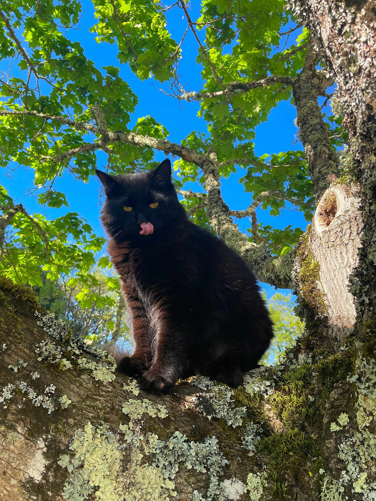 Tac participe au concours pour gagner de l'argent avec cette photo : cat, black_cat, tree, branch, moss, lichen, outdoor, nature, sky, blue_sky, green_leaves, sunlight, animal, pet, wildlife, fur, licking, closeup, daytime, forest