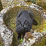 Tac a rejoint le concours — aidez-le/la à gagner de superbes lots ! black_cat, cat, animal, pet, moss, stone, basin, outdoor, nature, greenery, yellow_eyes, fluffy, fur, resting, wildlife, close_up, mossy_stone, quiet, still_life, garden
