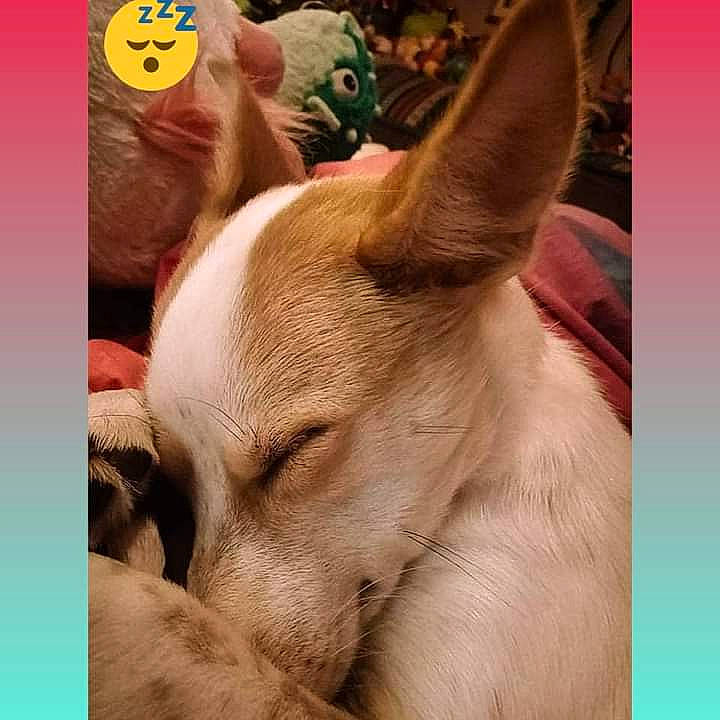 Serana joined the competition — help win amazing prizes! ancient_dog_breeds, canidae, carnivore, comfort, companion_dog, dog, dog_breed, ear, fawn, happy, nap, non_sporting_group, paw, photo_caption, sporting_group, terrestrial_animal, toy_dog, visual_arts, whiskers, working_animal