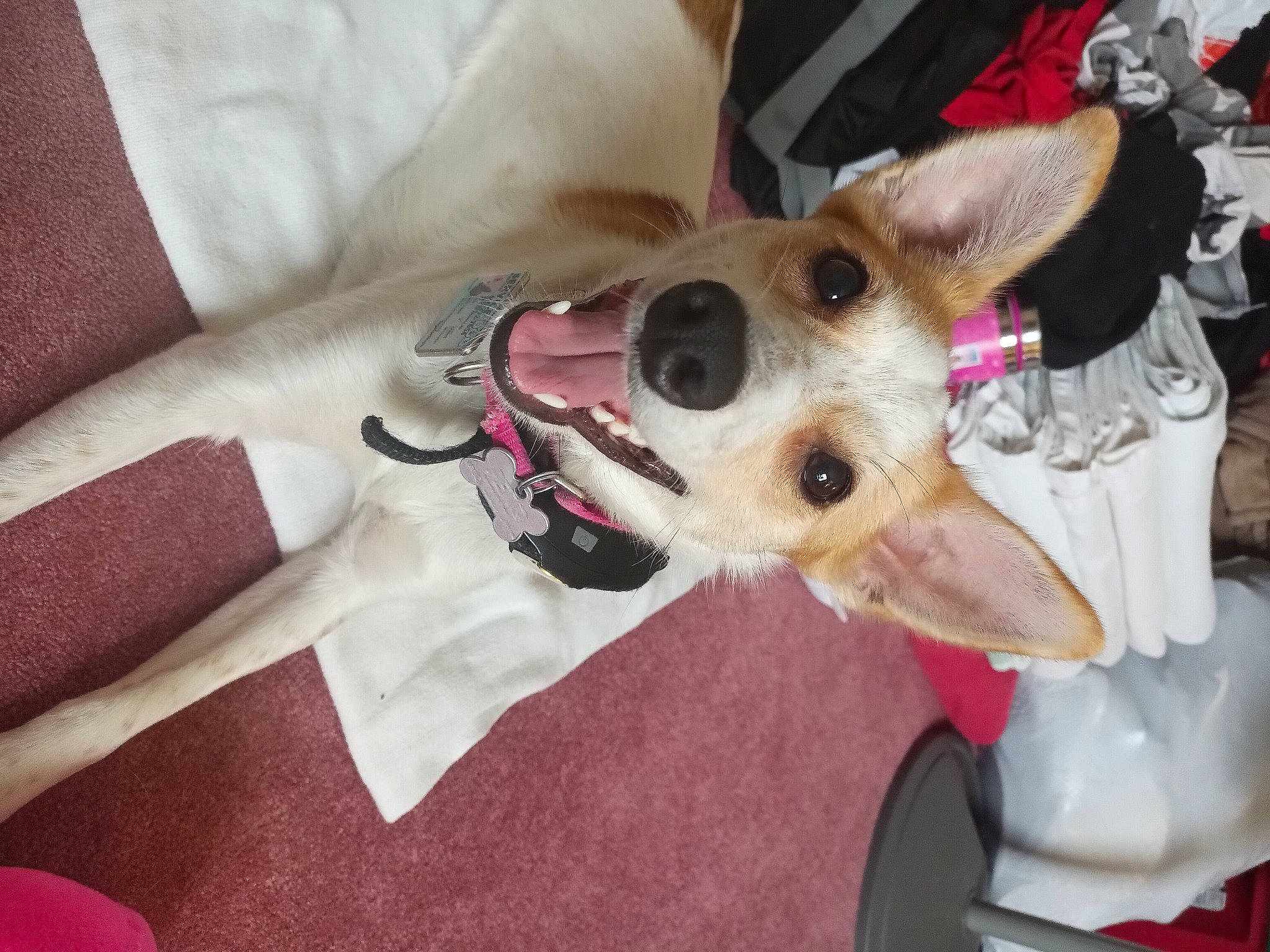 Serana is registered to the contest to win money with this photo: canidae, carnivore, collar, comfort, companion_dog, dog, dog_breed, dog_collar, dog_supply, fawn, fur, linens, non_sporting_group, sighthound, snout, sporting_group, terrier, toy_dog, whiskers