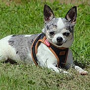 Chips a rejoint le concours — aidez-le/la à gagner de superbes lots ! dog, chihuahua, small_dog, outdoor, grass, pet, animal, canine, lying_down, harness, sunny, nature, cute, spotted, ears_up, black_and_white, leisure, domestic_animal, daylight, companion