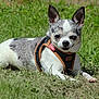 dog, chihuahua, small_dog, outdoor, grass, pet, animal, canine, lying_down, harness, sunny, nature, cute, spotted, ears_up, black_and_white, leisure, domestic_animal, daylight, companion