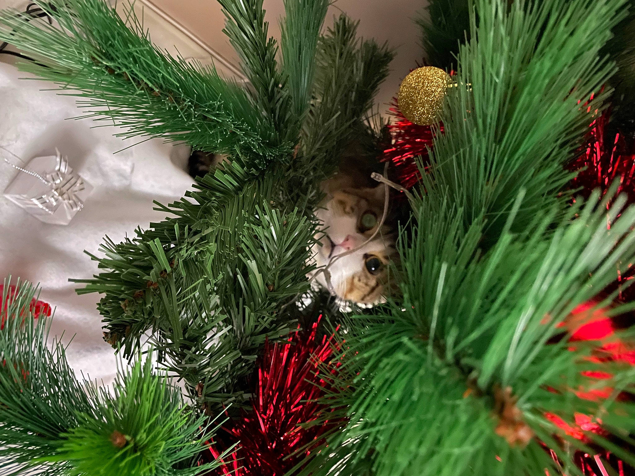 Gouz participe au concours pour gagner de l'argent avec cette photo : botany, branch, christmas, christmas_decoration, christmas_ornament, creative_arts, evergreen, grass, holiday_ornament, larch, leaf, natural_material, nature, ornament, plant, shortstraw_pine, terrestrial_plant, twig, vegetation, woody_plant