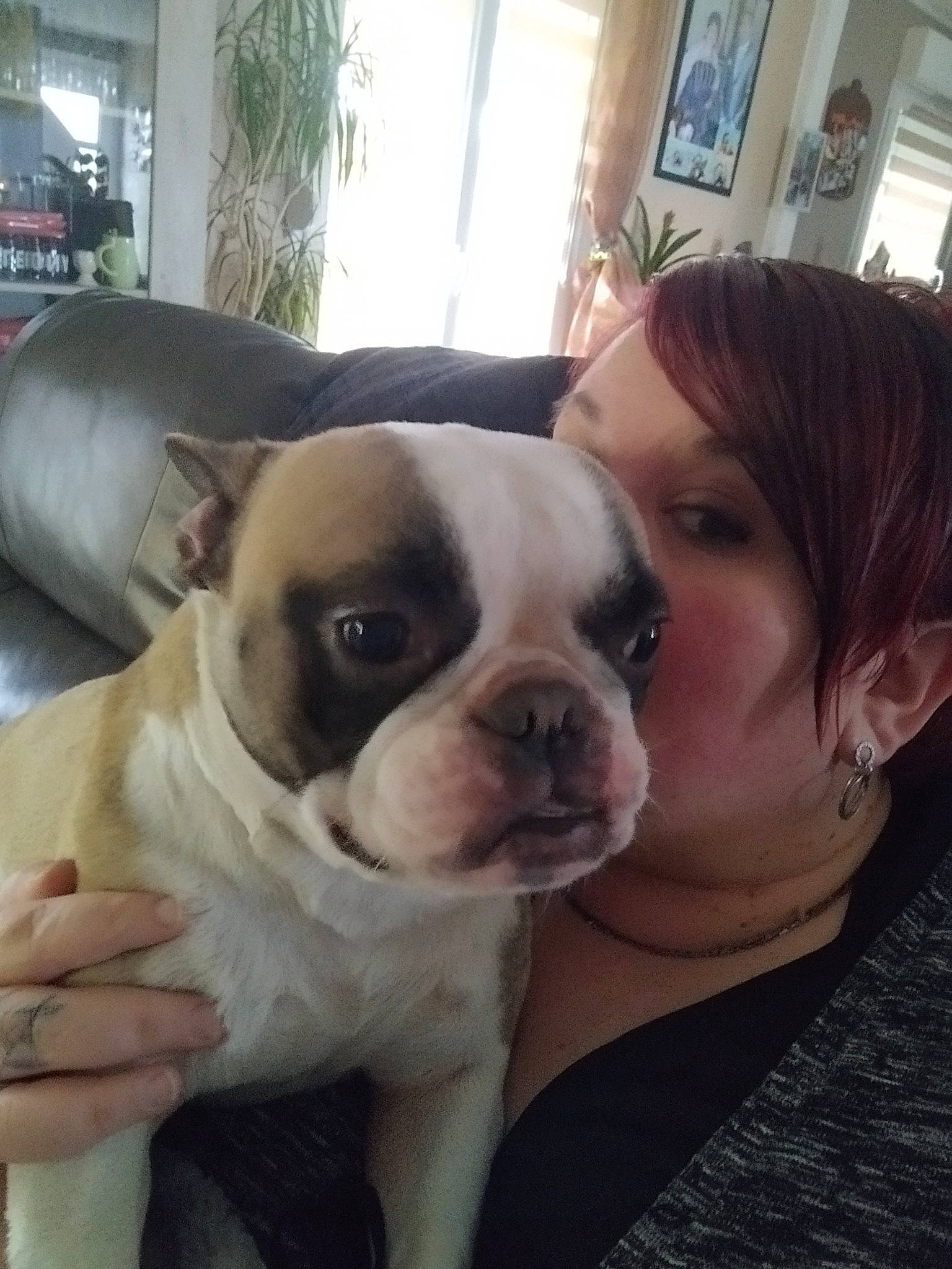 Suzy a rejoint le concours — aidez-le/la à gagner de superbes lots ! bulldog, canidae, carnivore, comfort, companion_dog, couch, dog, dog_breed, ear, fawn, fur, molosser, plant, snout, sporting_group, terrestrial_animal, toy_dog, whiskers, working_animal, wrinkle