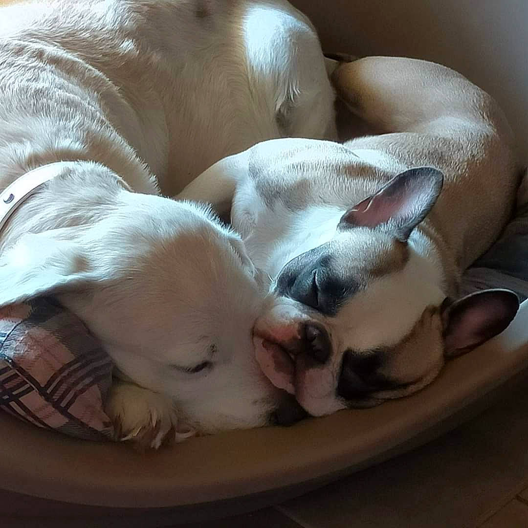 Suzy a rejoint le concours — aidez-le/la à gagner de superbes lots ! bedding, bedtime, canidae, carnivore, comfort, companion_dog, couch, dog, dog_breed, dog_supply, duvet, fawn, felidae, linens, nap, small_to_medium_sized_cats, snout, sporting_group, whiskers, working_animal