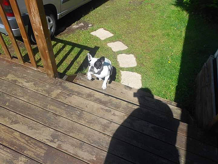 Enza a rejoint le concours — aidez-le/la à gagner de superbes lots ! boston_terrier, canidae, carnivore, cat, deck, dog, dog_breed, french_bulldog, grass, mammal, non_sporting_group, tail, walkway