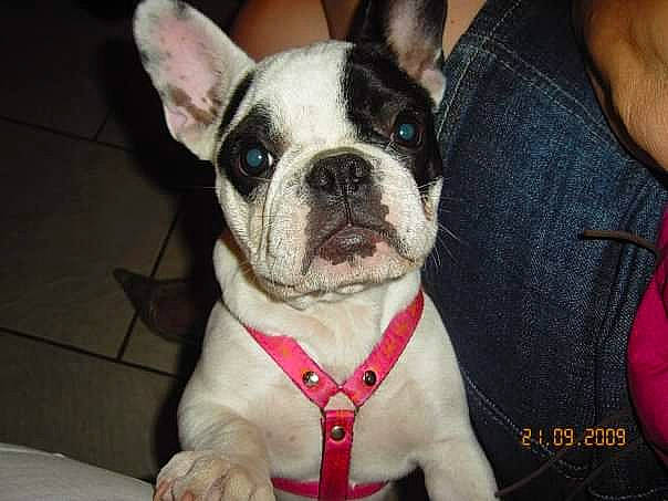 Enza a rejoint le concours — aidez-le/la à gagner de superbes lots ! ancient_dog_breeds, boston_terrier, bulldog, canidae, carnivore, companion_dog, dog, dog_breed, fawn, french_bulldog, mammal, non_sporting_group, nose, puppy, puppy_love, rare_breed_dog, snout, sporting_group, toy_bulldog, vertebrate