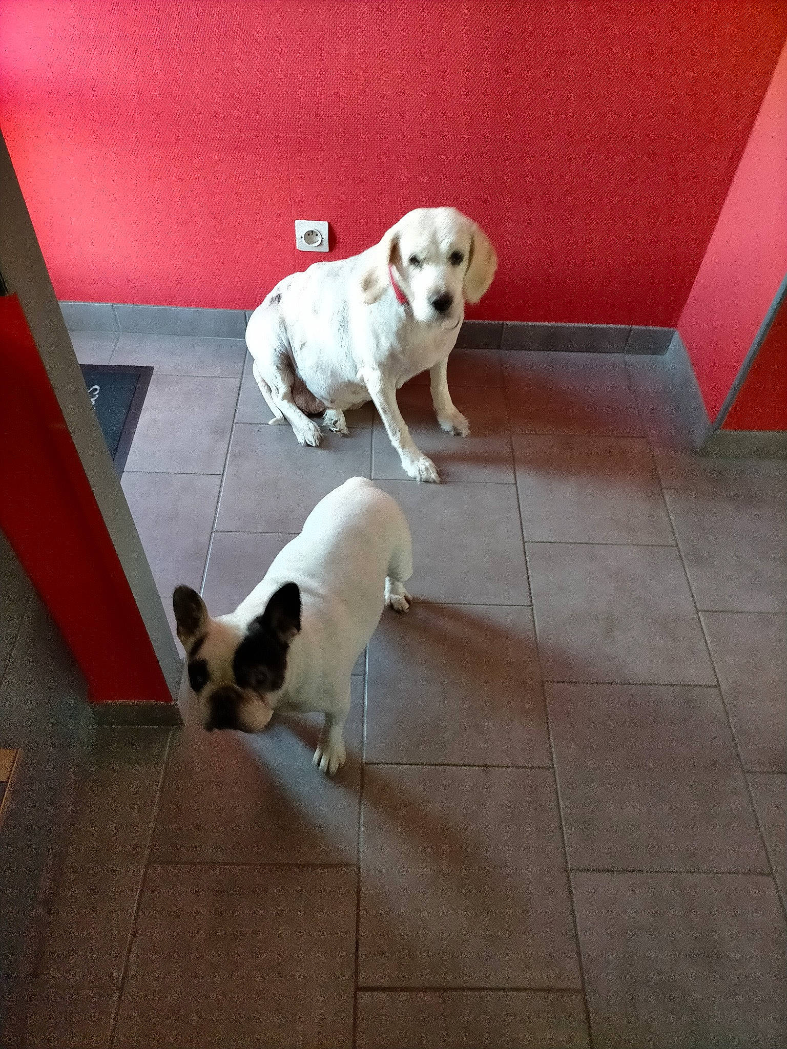 Enza a rejoint le concours — aidez-le/la à gagner de superbes lots ! canidae, carnivore, companion_dog, dog, dog_breed, fawn, jack_russell_terrier, mammal, puppy, sporting_group, tail, vertebrate