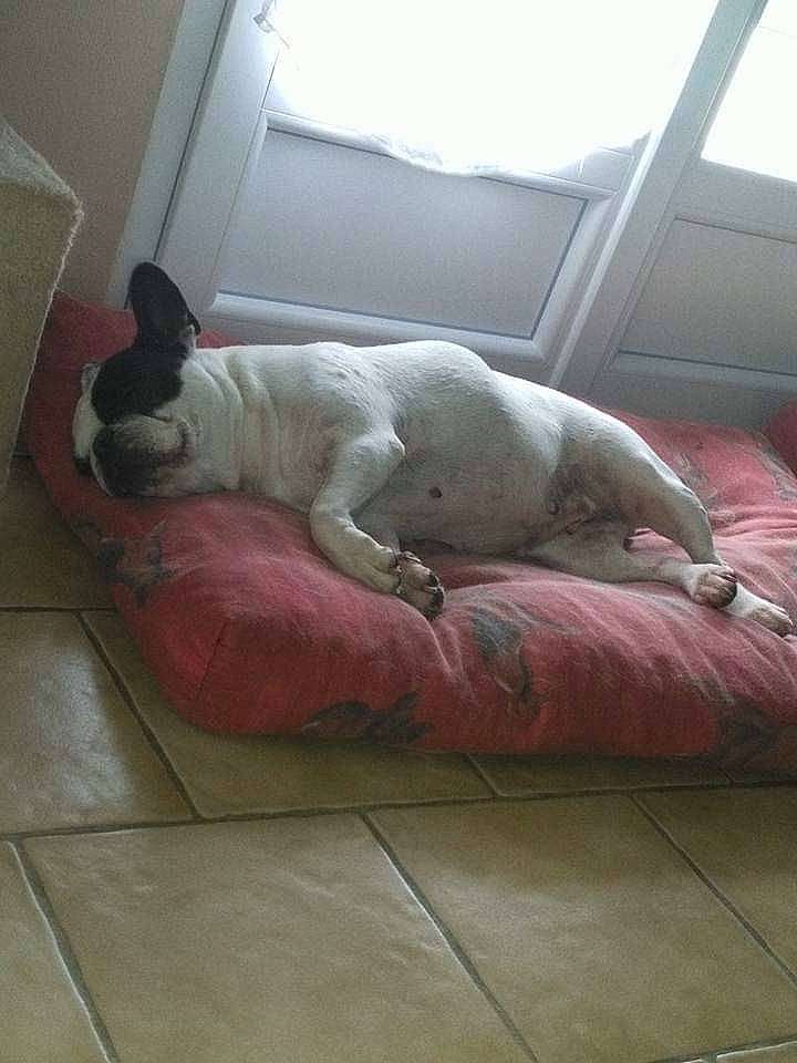 Enza participe au concours pour gagner de l'argent avec cette photo : american_bulldog, canidae, carnivore, companion_dog, dog, dog_breed, dogo_argentino, fawn, floor, french_bulldog, mammal, nap, non_sporting_group, sporting_group, tail