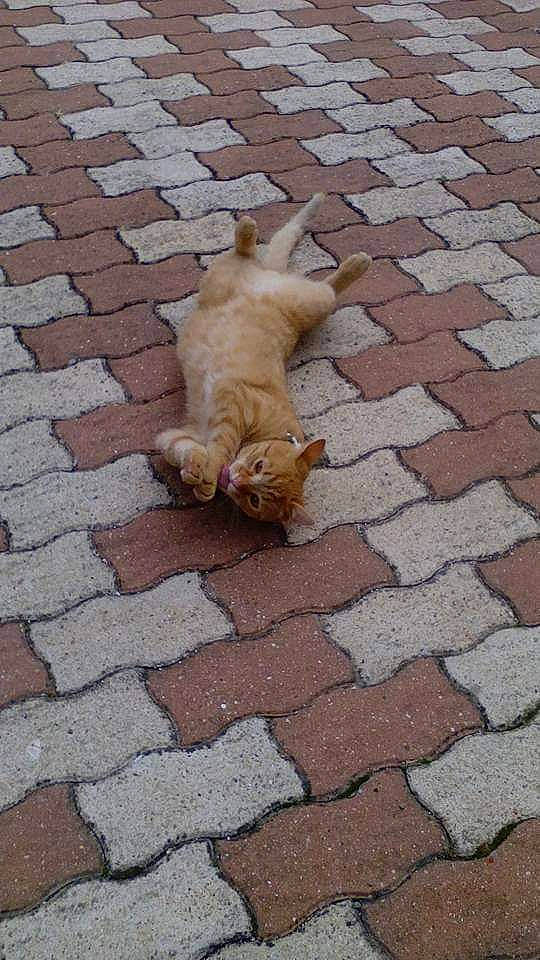 Clafoutis participe au concours pour gagner de l'argent avec cette photo : canidae, carnivore, cobblestone, companion_dog, dog, dog_breed, fawn, flagstone, floor, flooring, golden_retriever, retriever, road_surface, sporting_group, tail