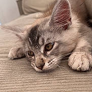 Baki participe au concours pour gagner de l'argent avec cette photo : cat, kitten, tabby, fluffy, fur, whiskers, ears, paws, eyes, sleepy, lying_down, couch, sofa, cushion, indoors, portrait, close_up, pet, relaxed, home