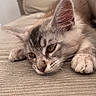 cat, kitten, tabby, fluffy, fur, whiskers, ears, paws, eyes, sleepy, lying_down, couch, sofa, cushion, indoors, portrait, close_up, pet, relaxed, home