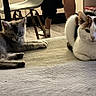 Baki participe au concours pour gagner de l'argent avec cette photo : cat, cats, kitten, tabby, white_cat, gray_cat, pet, animal, indoor, living_room, rug, furniture, couch, chair, sitting, lying_down, fluffy, whiskers, home, portrait