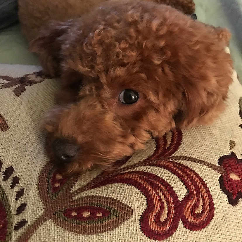 Lucy joined the competition — help win amazing prizes! animal, brown, close_up, companion, cozy, curly_hair, cushion, cute, dog, domestic, eyes, face, floral_pattern, fur, indoors, lying_down, pet, relaxed, resting, snout