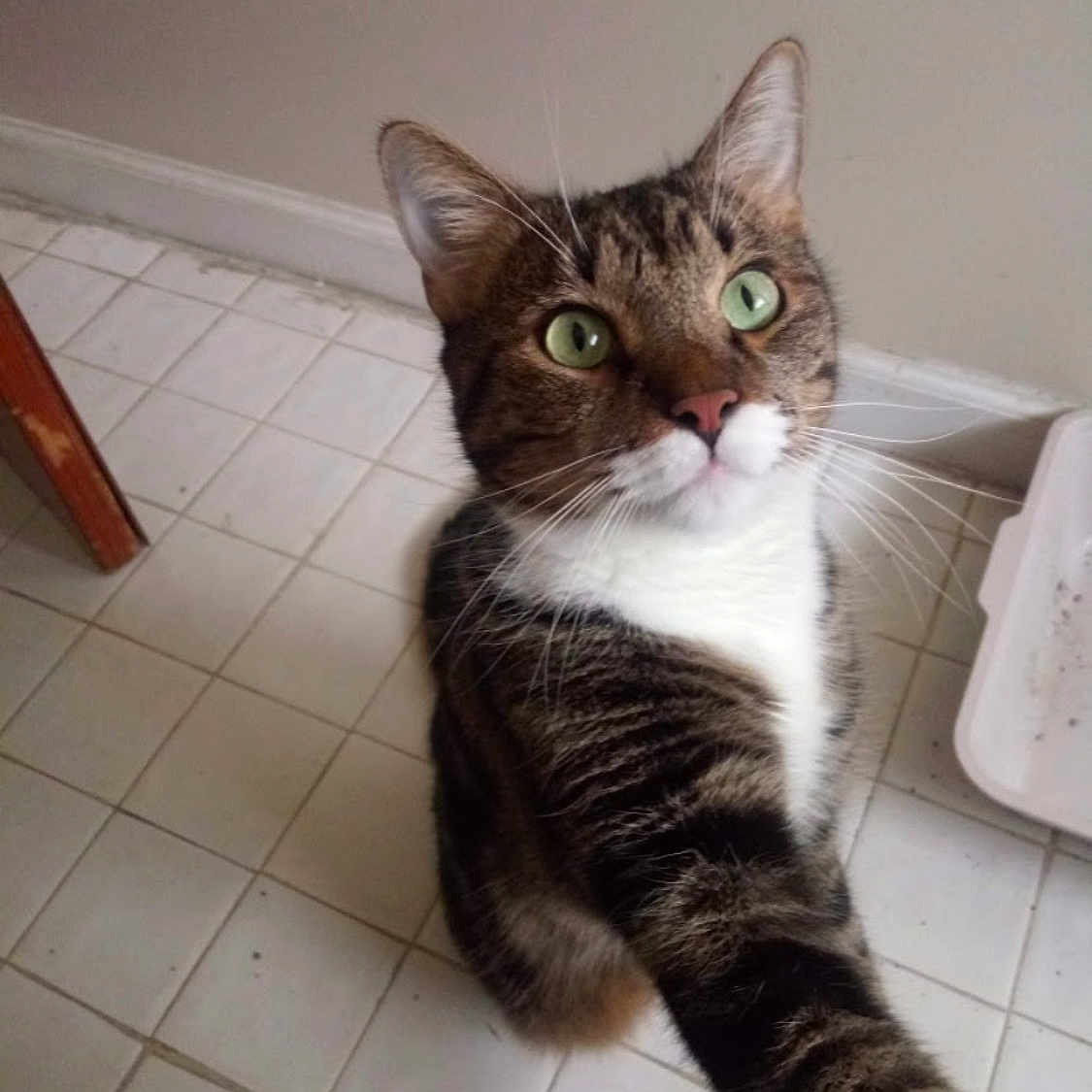 Oliver joined the competition — help win amazing prizes! cat, tabby, green_eyes, whiskers, paw, tile_floor, litter_box, indoor, pet, curious, feline, striped, domestic_cat, reaching, closeup, animal, cute, ears, nose, floor
