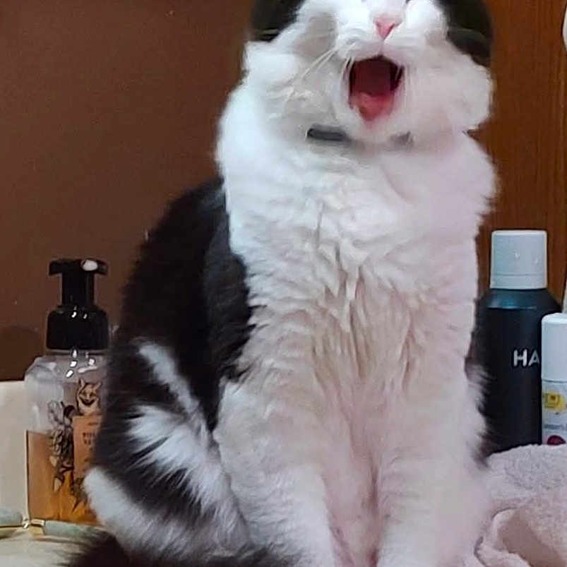Fifi joined the competition — help win amazing prizes! animal, bathroom, black_and_white, cat, countertop, cute, domestic_animal, feline, fluffy, fur, indoor, mouth_open, pet, relaxed, sitting, soap_dispenser, tail, towel, whiskers, yawning